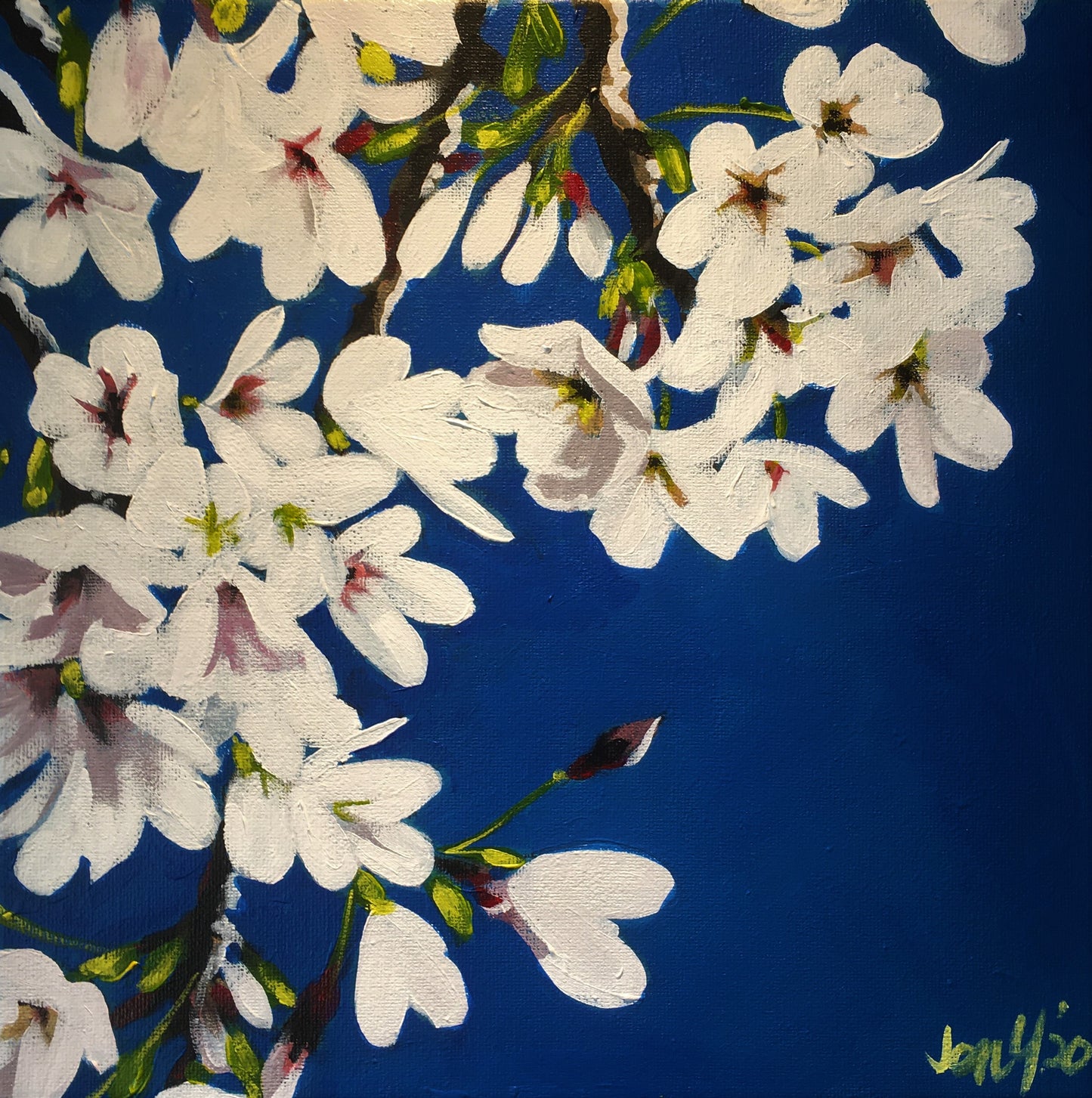 Blossom*