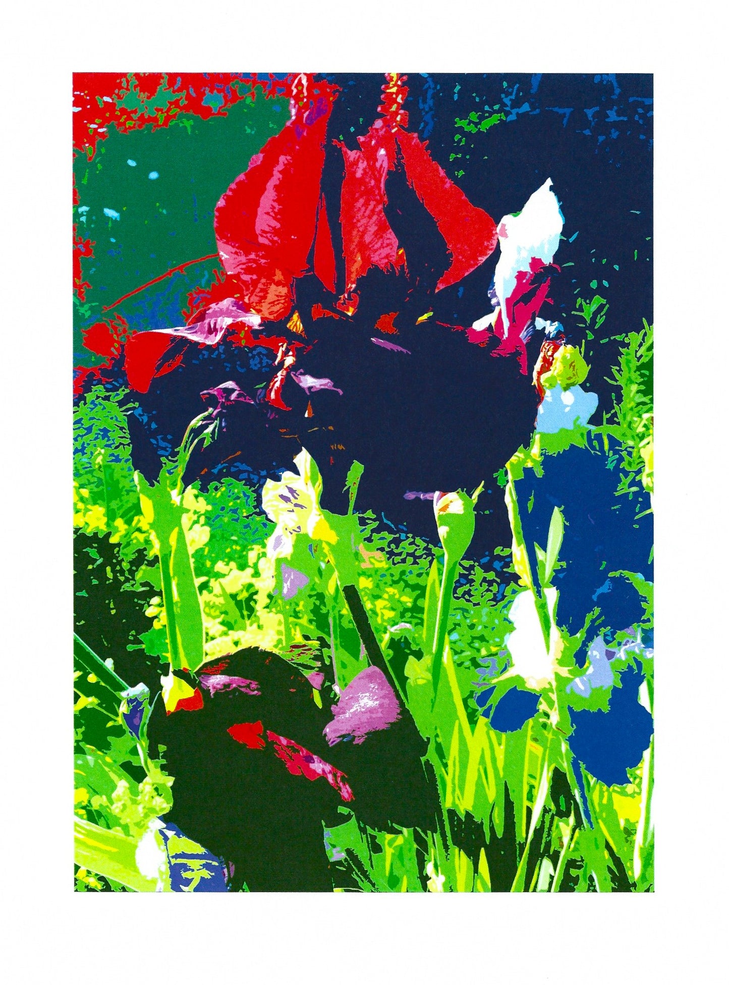 Summer Iris