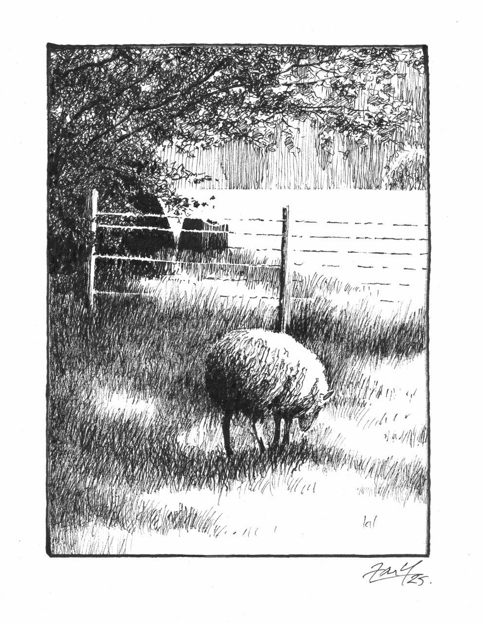 Sheep Shadow P&I